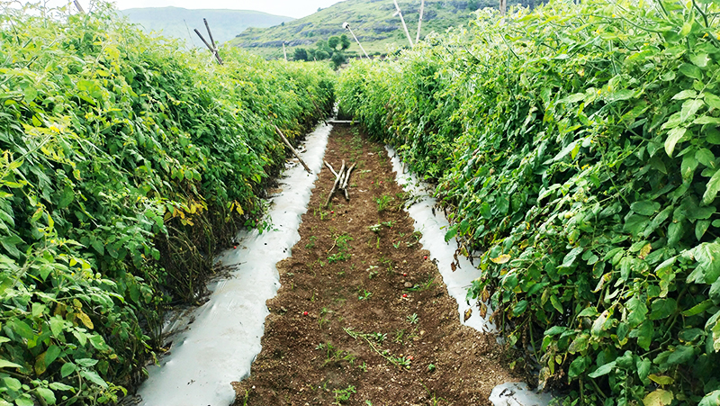 pexels ramdasaswale 33872280